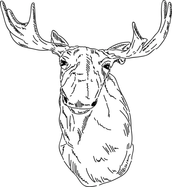 Cariboo portrait — Stock Photo, Image