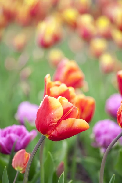 Beautiful field of colorful tulips — Stock Photo, Image