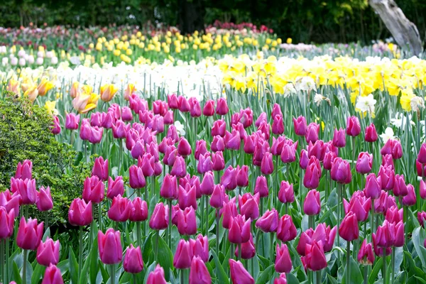 Mer colorée de belles tulipes en pleine floraison — Photo