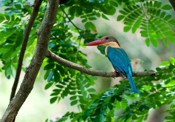 새, 황새 청구 Kingfisher, Perched, 나무 가지, 녹색 잎, 참을성 있게 기다리고 — 스톡 사진