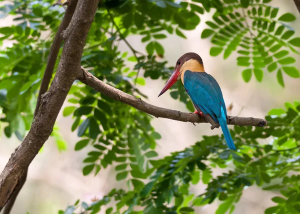 Pássaro, Kingfisher de bico cegonha, Empoleirado, Ramo de árvore, folhas verdes, esperando pacientemente — Fotografia de Stock