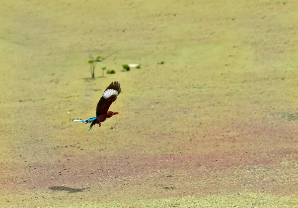 Bird, White-throated Kingfisher flying away with catch, fish, La — Stock Photo, Image