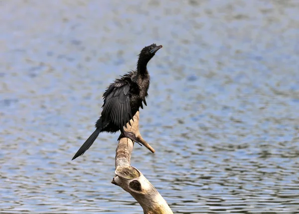 Pták, malá kormorána, phalacrocorax niger, vyhřívají na slunci, za — Stock fotografie