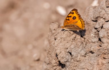 Tavus kuşu homo junonia almana kelebek çamur kanatlar yaymak kurutulmuş