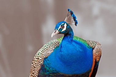 Bird_Indian Peafowl_Pavo cristatus_close up_isolated üzerinde odak kahverengi arka plan dışında