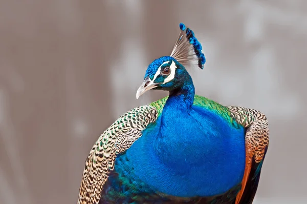 Bird_Indian Peafowl_Pavo cristatus_close up_isolated on out of focus brown background — Stock Photo, Image