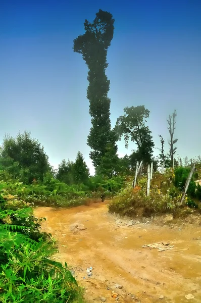 Árbol alto, camino de pueblo de barro, cielo azul, cerca rota, arbusto, farn — Foto de Stock