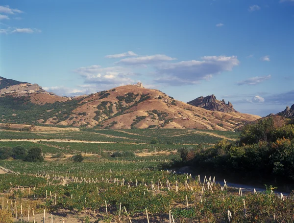 Krim vingårdar. — Stockfoto