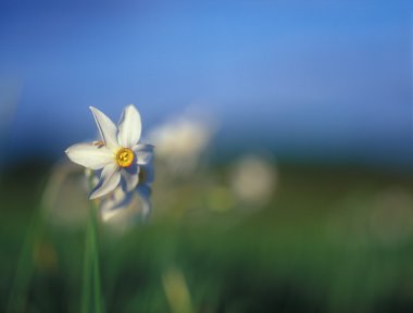 Spring daffodils in the warm light of sunset. clipart