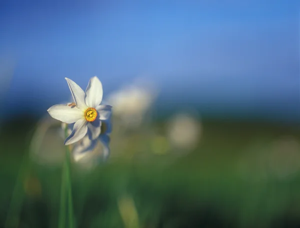Narcisos de primavera en la cálida luz del atardecer . —  Fotos de Stock