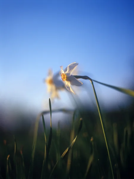 Narcisos primavera na luz quente do pôr do sol . — Fotografia de Stock