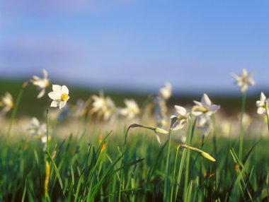 Spring daffodils in the warm light of sunset. clipart