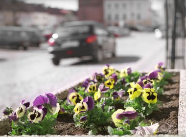 City flowers. clipart