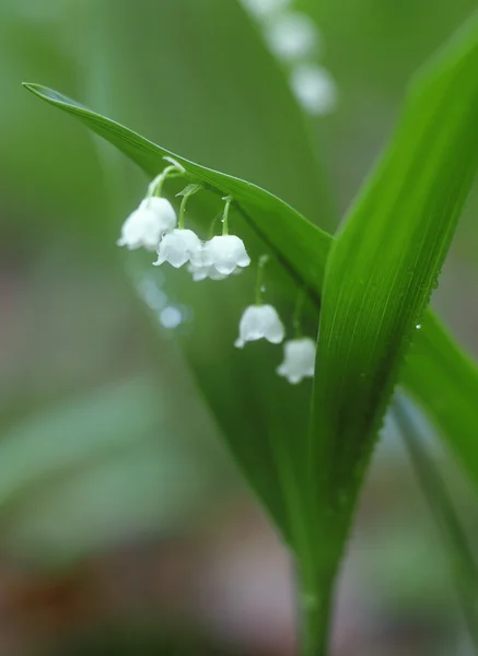 stock image After the rain.