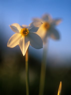 Bahar daffodil gün batımının sıcak bir ışık.