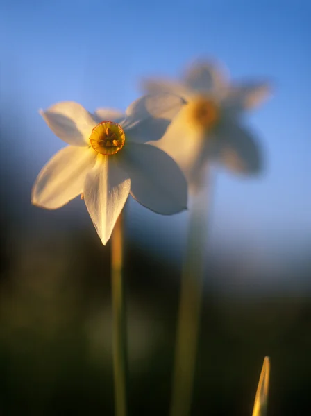 Bahar daffodil gün batımının sıcak bir ışık. — Stok fotoğraf