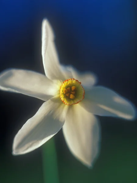 Daffodil in the warm light of sunset on blue and green backgroun — Stock Photo, Image