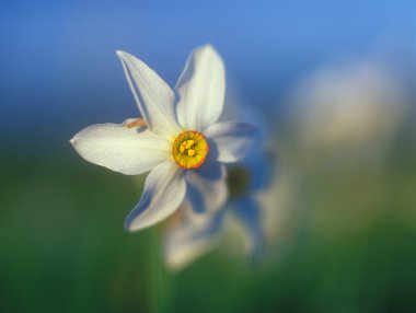 Bahar nergis günbatımı ılık ışık.