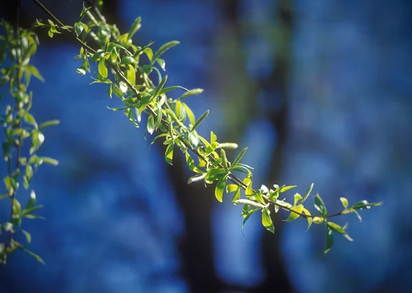 Весенние ветви ивы . — стоковое фото