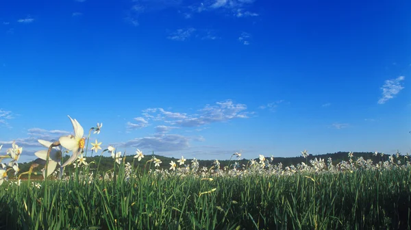Panoramic view of spring daffodils valley. — Stock Photo, Image