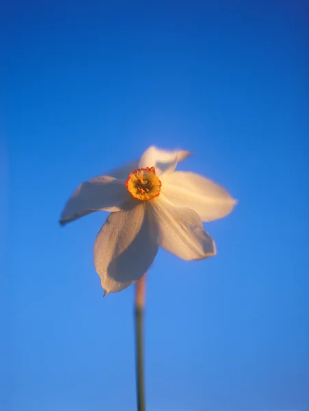 Spring daffodil in the warm light of sunset. — Stock Photo, Image