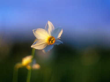 Bahar daffodil gün batımının sıcak bir ışık.