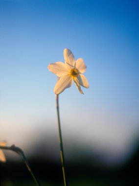 Spring daffodil.