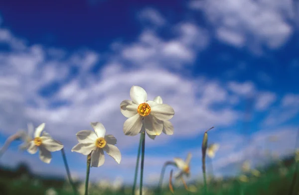 Spring daffodils. — Stock Photo, Image
