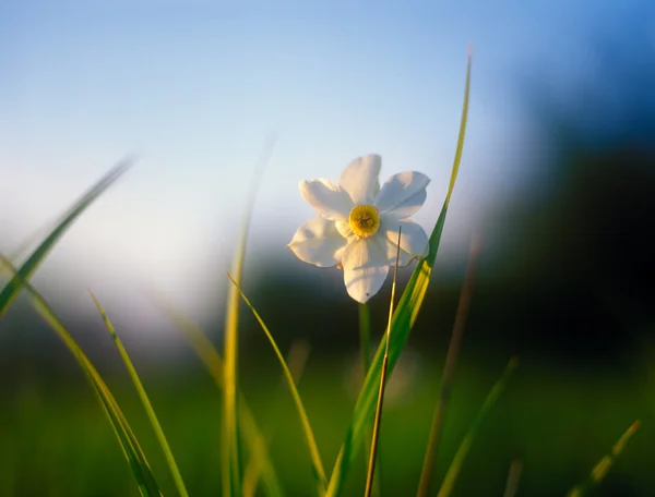 Spring daffodil in the warm light of sunset. — Stock Photo, Image