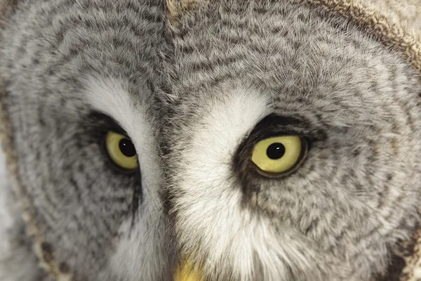 Great Grey Owl or Lapland Owl lat. Strix nebulosa — Stock Photo, Image