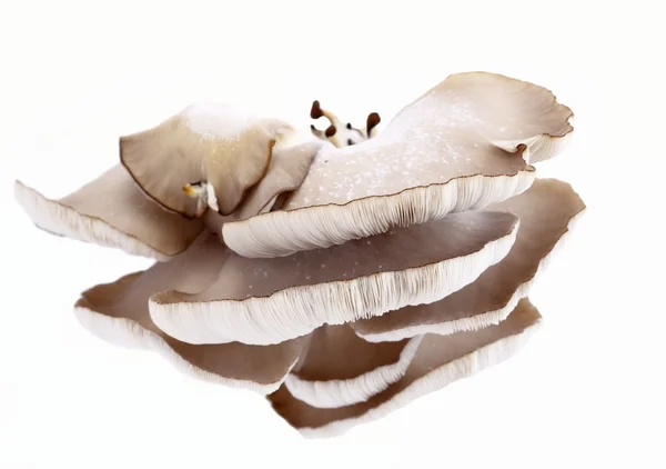 굴 버섯 라트 느 ostreatus — 스톡 사진