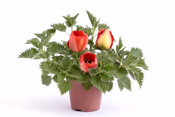 Nettle with tulips in flowerpot — Stock Photo, Image