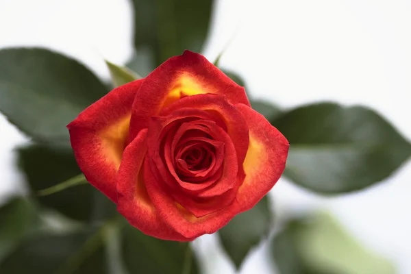 stock image Nice red rose