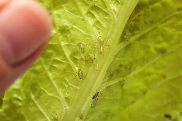 Checking aphids — Stock Photo, Image