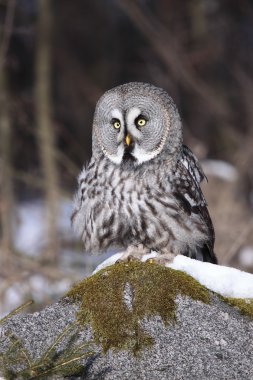 Great Grey Owl or Lapland Owl lat. Strix nebulosa clipart