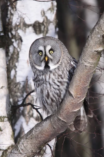 Great Grey Owl or Lapland Owl lat. Strix nebulosa — Stock Photo, Image