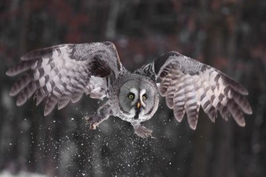 Great Grey Owl or Lapland Owl lat. Strix nebulosa clipart