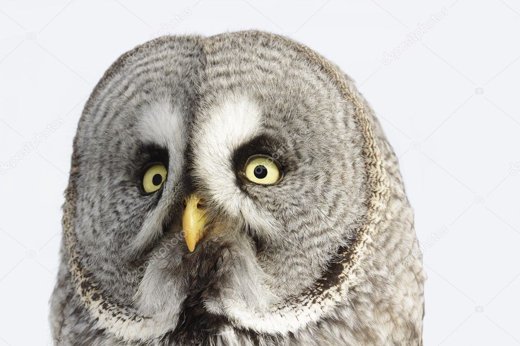 Great Grey Owl or Lapland Owl lat. Strix nebulosa