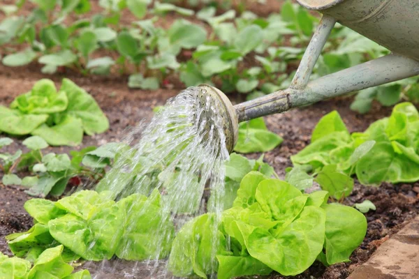 Watering vegetable — Stock Photo, Image