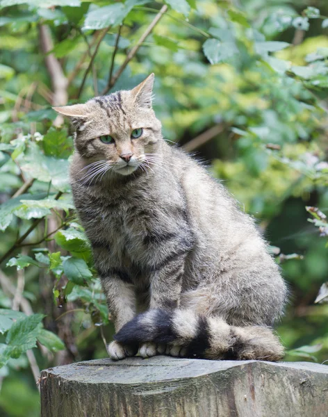 Gato selvagem europeu tímido (Felis silvestris silvestris ) — Fotografia de Stock