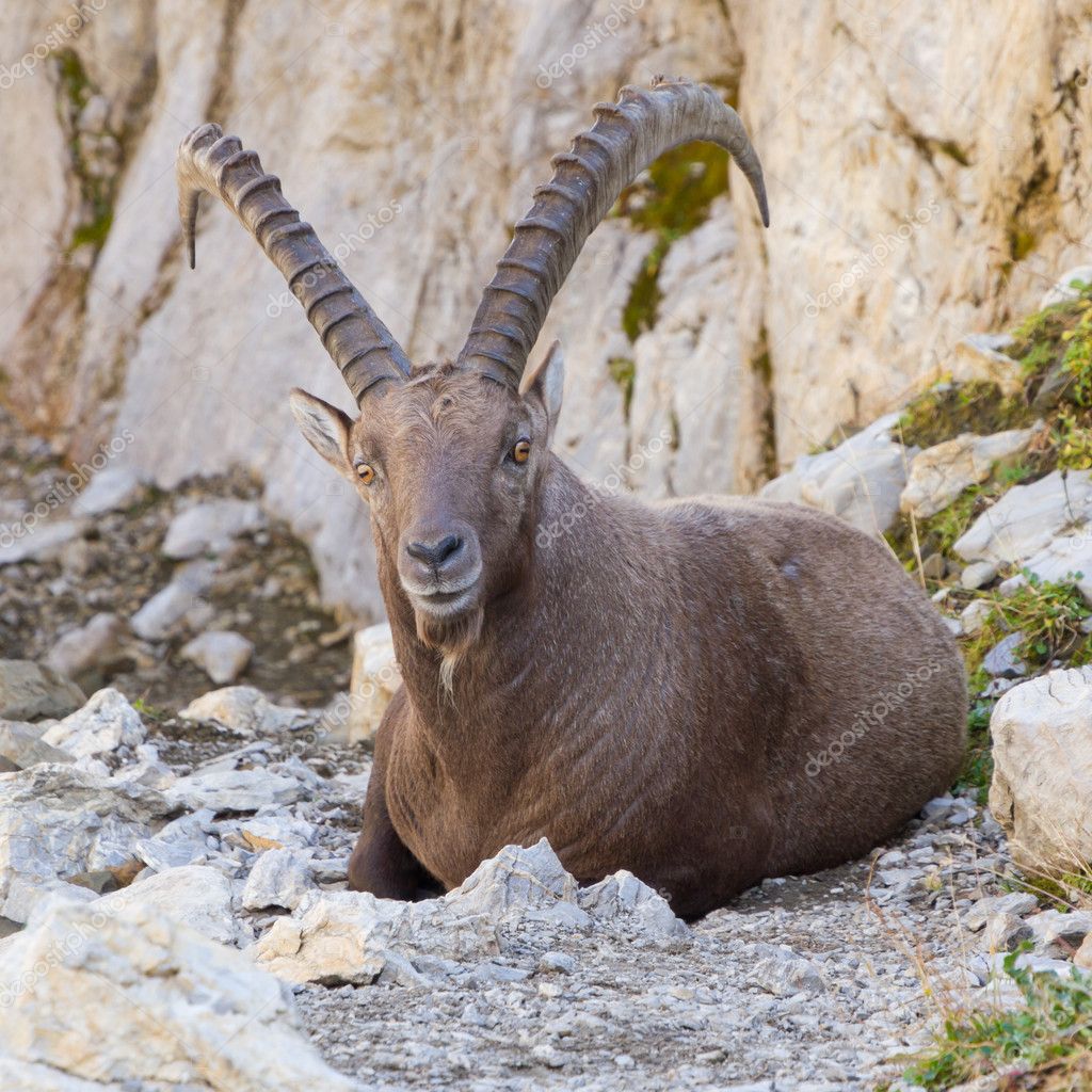 Male alpine ibex, Switzerland — Stock Photo © mlehmann #10223868