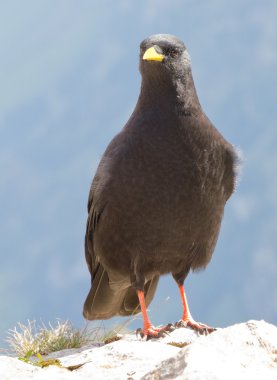 Alp dağ kargası (Pyrrhocorax graculus)