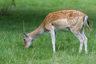 kadın Vietnamca sika geyiği grasing