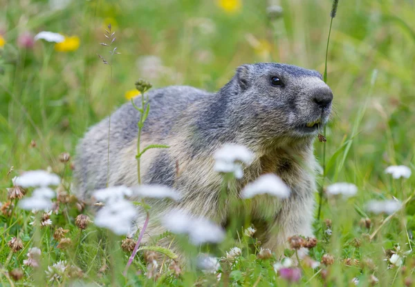 Marmotta su prato di fiori alpini — Foto Stock