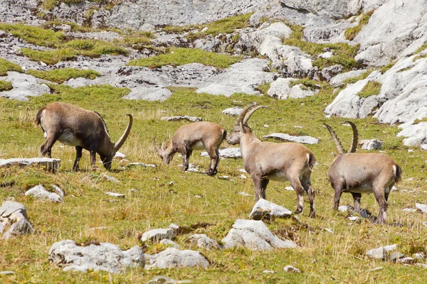 高山の ibex のグループ — ストック写真