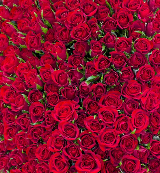 Solid red roses background — Stock Photo, Image