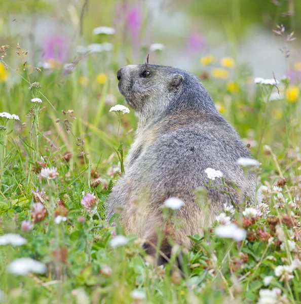 Marmotta su prato di fiori alpini — Foto Stock