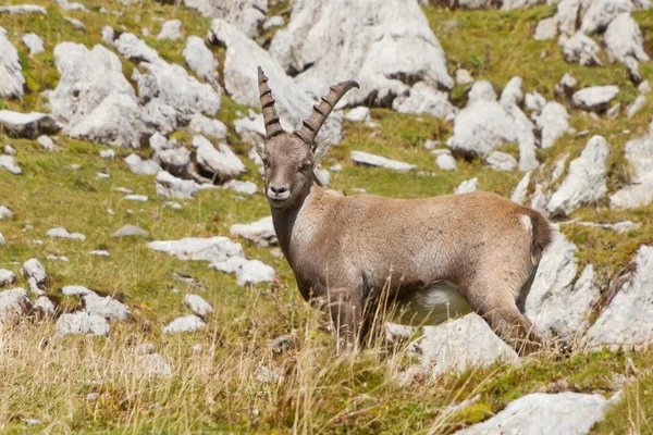 stock image Young male alpine ibex