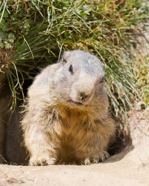Groundhog in front of den — Stock Photo, Image