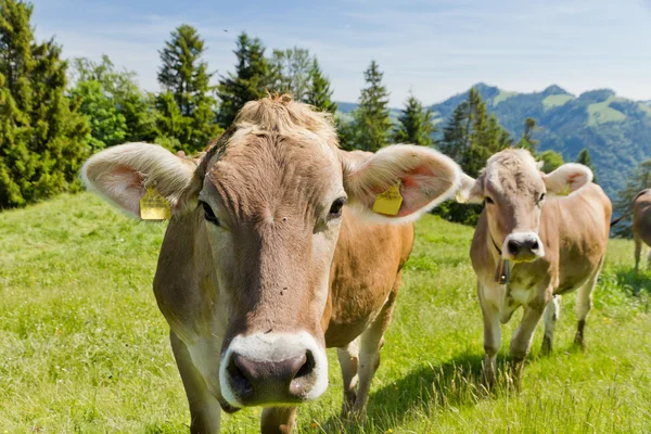 Коричневые коровы Швейцарии — стоковое фото